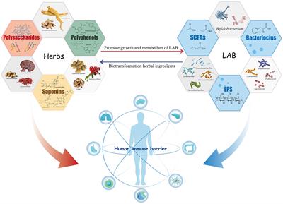 New insights into immunomodulatory properties of lactic acid bacteria fermented herbal medicines